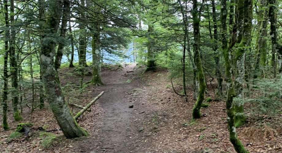 ein lichter Wald
