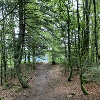 Im lichten Wald